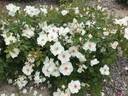 Yèvre-le-Châtel ® rose photo