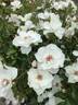 Yèvre-le-Châtel ® rose photo