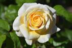 6807-01-3 rose photo