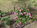 Raubritter rose photo