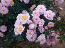 Her Majesty ™ rose photo