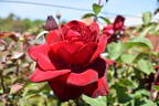 8809-09-HF rose photo