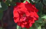 8809-09-HF rose photo