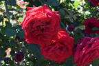 8809-09-HF rose photo