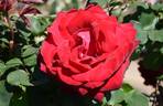 8809-09-HF rose photo