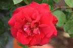 8809-09-HF rose photo