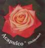 Acapulco rose photo