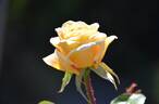 6354-06-9 rose photo