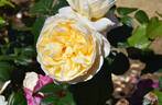 6354-06-9 rose photo