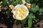 6354-06-9 rose photo