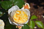 6354-06-9 rose photo