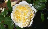 6354-06-9 rose photo
