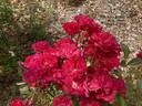 Miss Edith Cavell rose photo