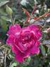 Li Yuan rose photo
