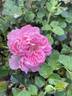 Scout's Honour rose photo