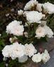 White Fairy rose photo