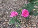 August Noack, Cl. rose photo