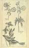 <i>C. integrifolia</i> L. clematis photo