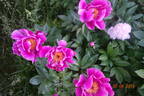 L'Etincelante peony photo