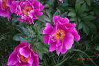 L'Etincelante peony photo