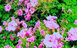 LandFrauen Rose rose photo