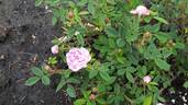 Mossman rose photo