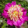 Karen Gray peony photo