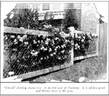Cherub rose photo
