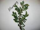 Kilwinning rose photo