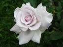 Stainless Steel ™ rose photo