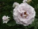 Stainless Steel ™ rose photo