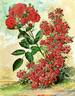 Crimson Rambler rose photo