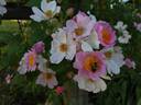 R. setigera rose photo