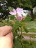 R. setigera rose photo