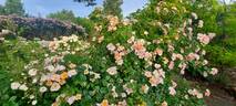 Smarty ® rose photo