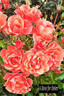 A Rose for Helen rose photo