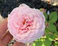 Enfant de France rose photo