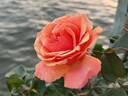 Anna's Promise rose photo