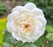 Tranquillity rose photo