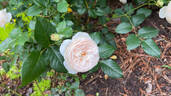 Rose-Marie rose photo