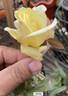 Madame Falcot rose photo