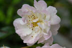 Anna Maria rose photo