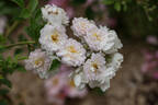 Anna Maria rose photo
