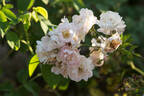 Anna Maria rose photo
