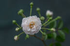Anna Maria rose photo