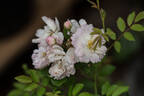 Anna Maria rose photo
