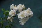 Anna Maria rose photo