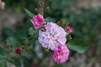 Maria Luigia rose photo