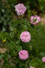 Maria Luigia rose photo