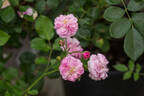 Maria Luigia rose photo